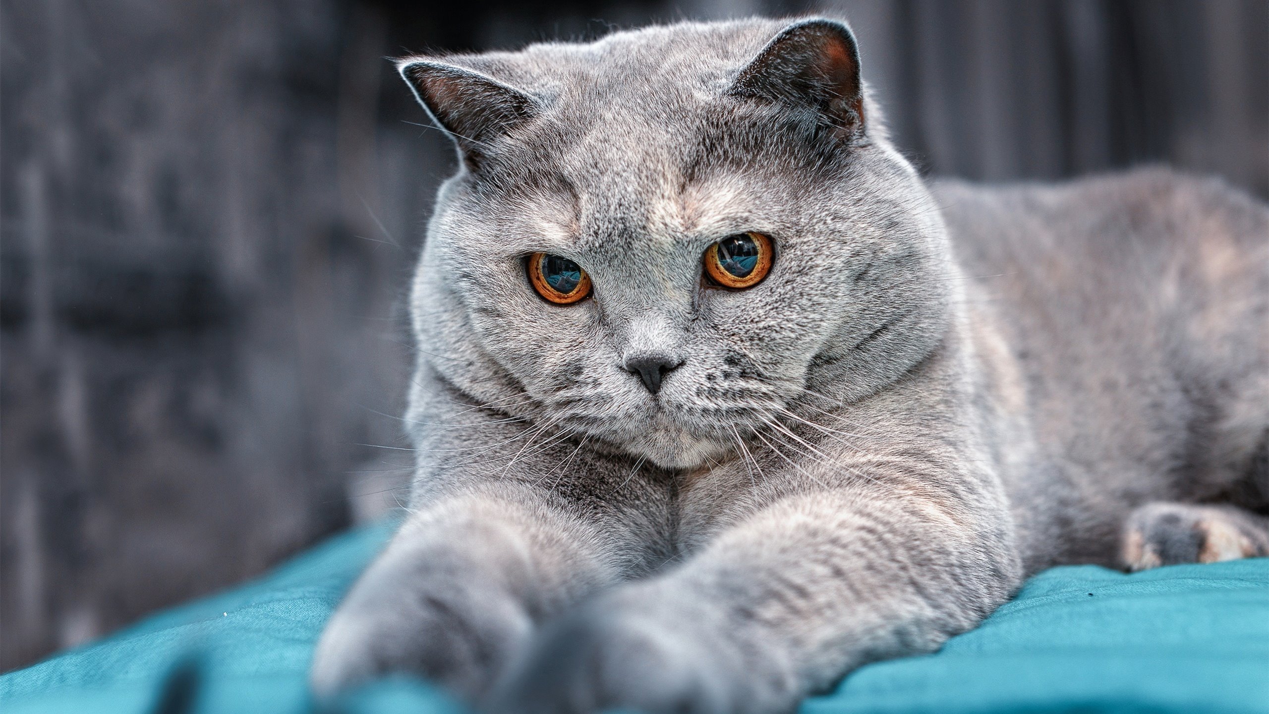 爱游戏官网-F1匈牙利大奖赛启示录，黑暗中的光芒与永恒的传奇