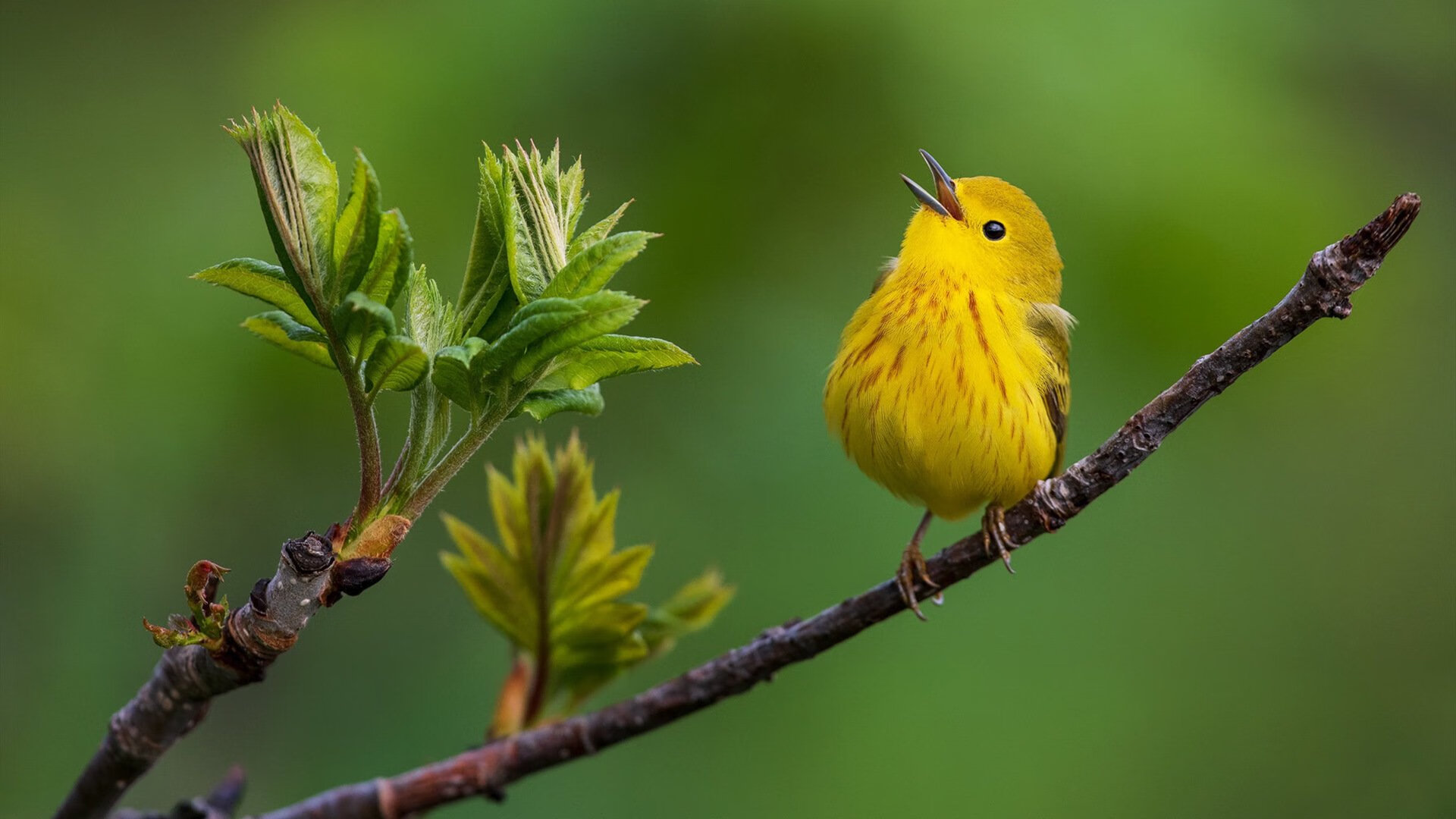 双线叙事，红牛二队的精密手术与勒克莱尔的孤勇长征