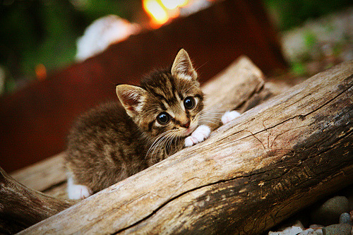 平行宇宙里，塔图姆如何用一场比赛，刺破五千年的团队篮球哲学？