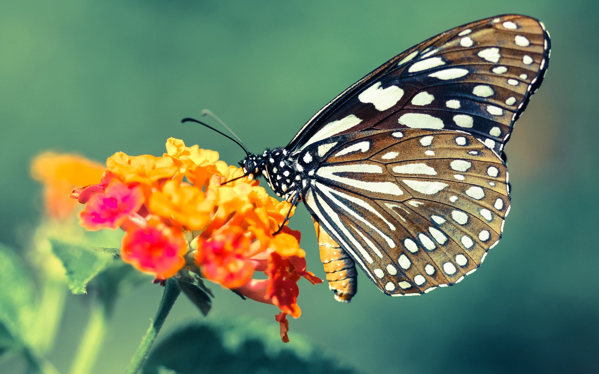 突破独狼叙事，米切尔的焦点之战与篮球哲学的再辩