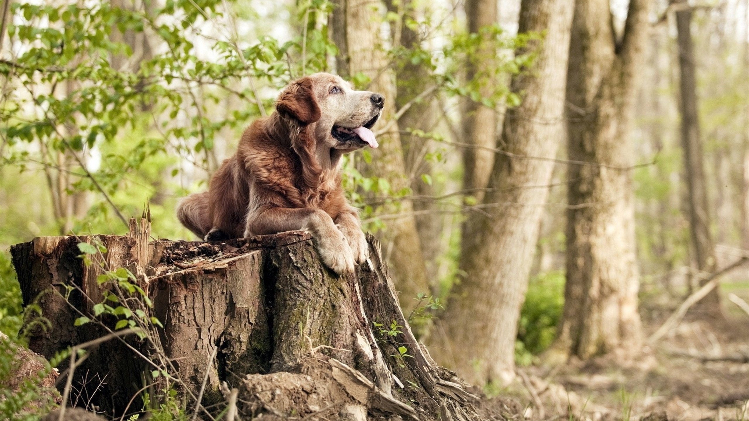 安菲尔德之夜，当利物浦突围苏格兰，格列兹曼上演乔丹时刻