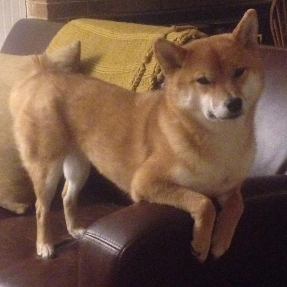 美加墨世界杯焦点战,魔术绝杀步行者的跨界启示