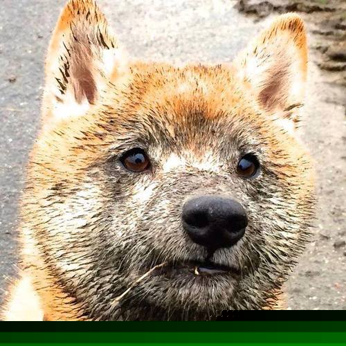 奇迹之夜，秘鲁最后时刻绝杀美国，劳塔罗从低迷到救赎的史诗