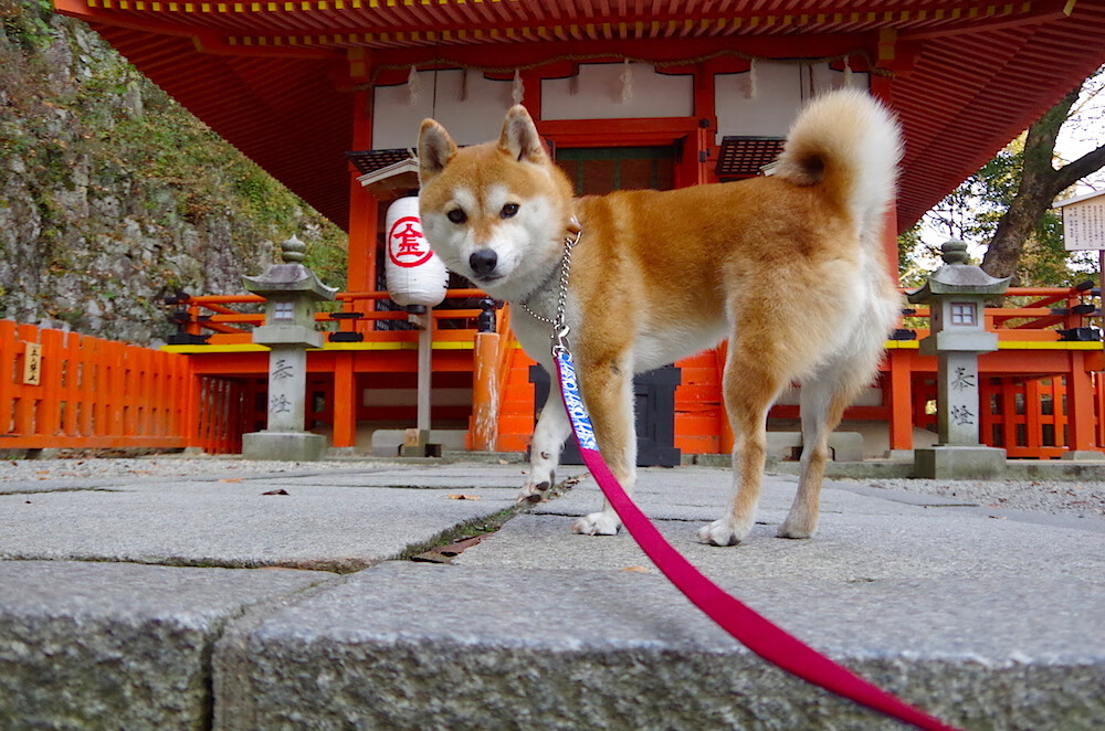 星光的另一面,当国家德比遇上奥地利式翻盘,团结才是最终答案