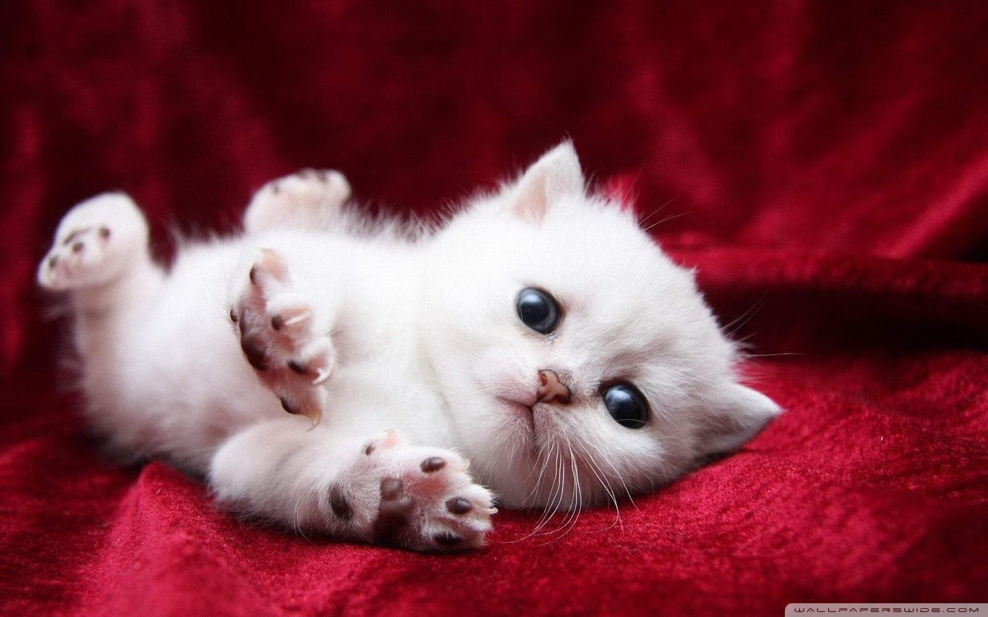 诸葛亮借箭？不，是保罗借三分雨！辽宁队赤壁破爵士