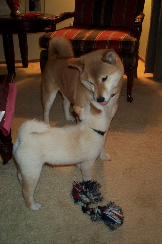 平行宇宙的哨响,当新疆飞虎咬破布鲁克林篮网