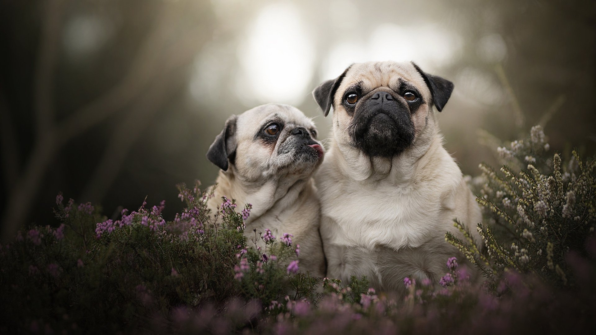 铜墙铁壁红军魂,金玟哉一夫当关,利物浦铸就乌克兰铁幕