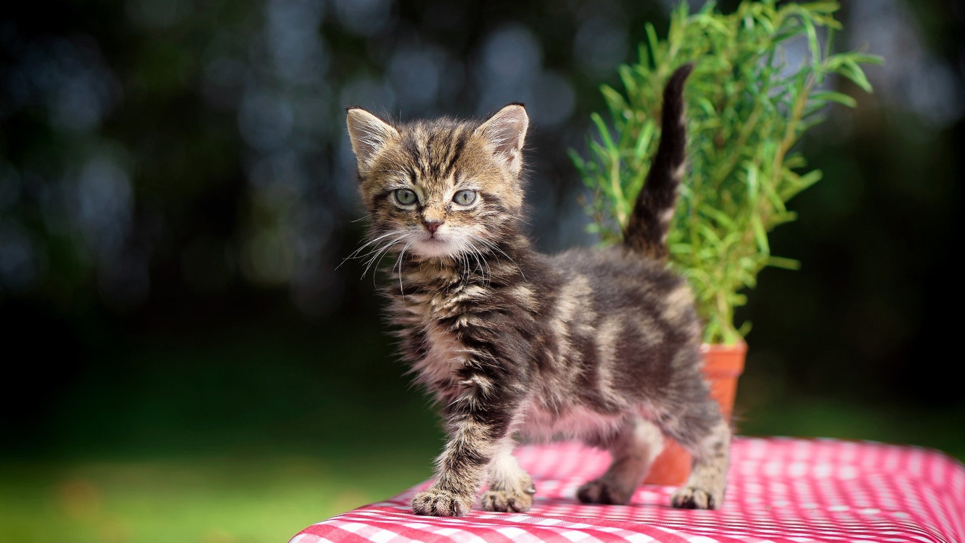 神鬼切换间掌控全场！格列兹曼压制级发挥助葡萄牙速胜佛罗伦萨